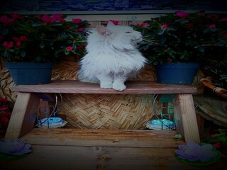 Chalet Saint-Nicolas  48