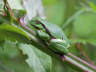 Casa per le vacanze Saint-Hilaire-Fontaine  37