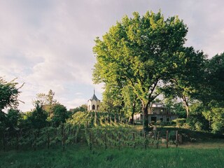 Weinanbau & Belvedere