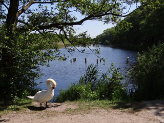 Appartamento per vacanze Prerow Ambiente 16