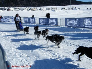jährl. Event--Schlittenhunderennen