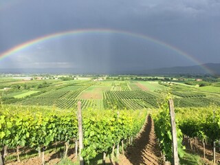 Regenbogen im Weinberg