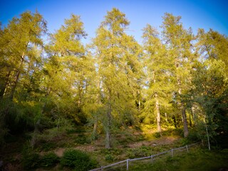 Forest in autumn