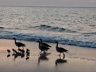 Vakantiehuis Kamperland Omgeving 34