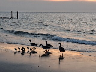 Casa de vacaciones Kamperland Entorno 32
