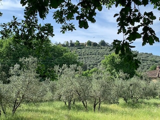 Vakantiehuis Pergine Valdarno Omgeving 33