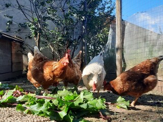 Appartamento per vacanze Völs am Schlern Registrazione all'aperto 17