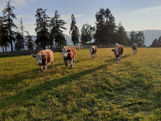 Appartamento per vacanze Völs am Schlern Registrazione all'aperto 30