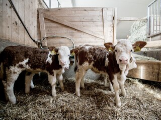 Vakantieappartement Völs am Schlern Buitenaudio-opname 34