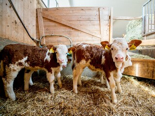 Appartamento per vacanze Völs am Schlern Registrazione all'aperto 6