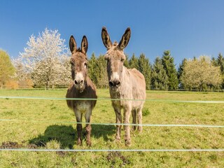 Casa per le vacanze Payzac (Dordogne) Ambiente 36