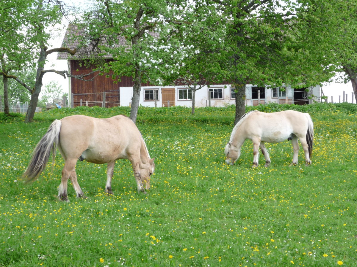 unsere Pferde