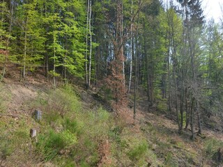 Ferienhaus Hallenberg Außenaufnahme 9