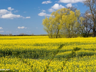 Rapsblüte