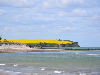 Blick vom Strand auf die Steilküste zur Rapsblüte