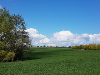 Feldblick