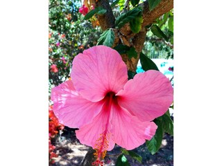 Holiday house Rincon de la Victoria Outdoor Recording 29