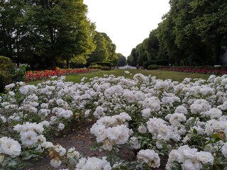 Der Rosengarten (rose garden)