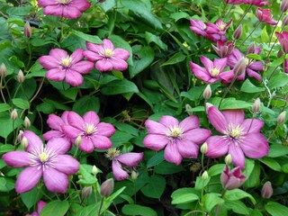 Apartamento de vacaciones Walsrode Entorno 31