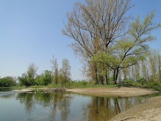 Main bei Ebing Flussparadies Franken