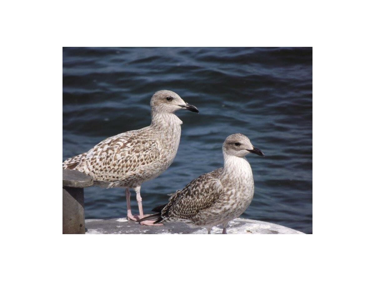 Larus argentatus Teenager