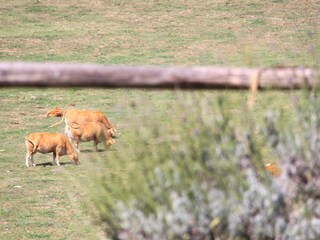 Casa per le vacanze Bibbiena Registrazione all'aperto 13