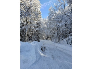 Waldspaziergang
