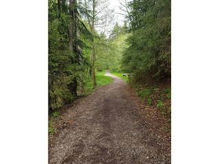 Waldspaziergang