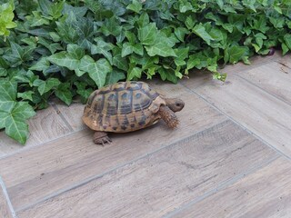 Vakantiehuis Pula Buitenaudio-opname 12