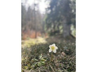 Natur pur