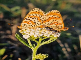 Ferienhaus Issy-l'Eveque  38