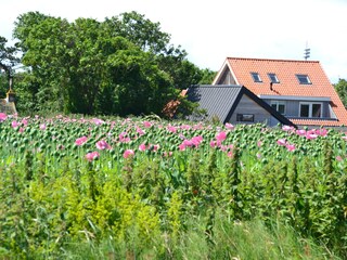 Casa per le vacanze Den Hoorn Registrazione all'aperto 7