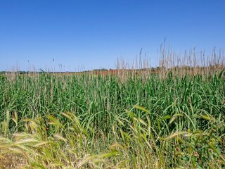Casa per le vacanze Den Hoorn Registrazione all'aperto 8