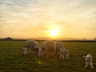 Appartamento per vacanze Den Burg Ambiente 26