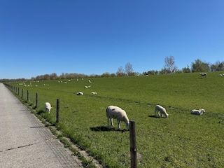 Ferienhaus Hooksiel Umgebung 28
