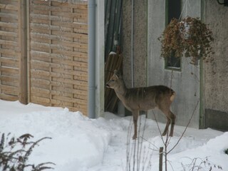 ständige Besucher auf unserem Grundstück