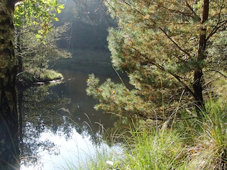 Relaxen im umliegenden Wald