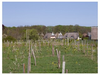 Blick über die Obstwiese
