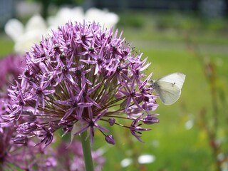 Appartement Kühlungsborn Enregistrement extérieur 3