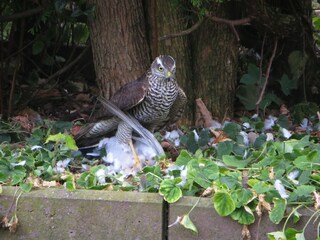 Apartment Kühlungsborn Outdoor Recording 5