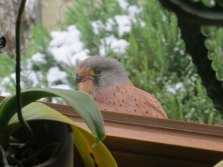 Apartamento Kühlungsborn Grabación al aire libre 6