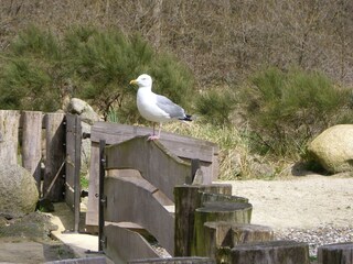 Apartment Kühlungsborn Environment 27