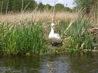 Appartamento Kühlungsborn  41