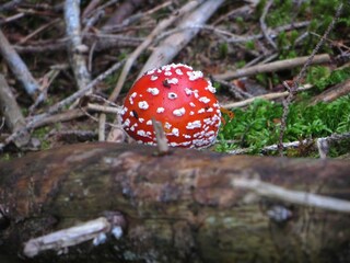 Appartamento Kühlungsborn Ambiente 13