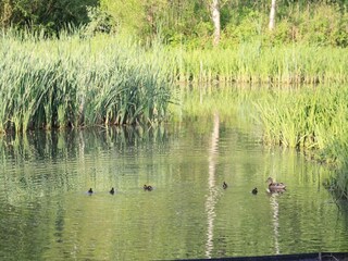 Appartamento Kühlungsborn Ambiente 16