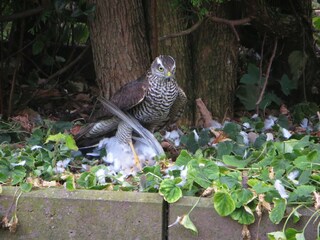 Appartamento Kühlungsborn Registrazione all'aperto 5