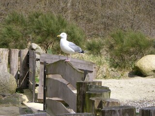 Appartement Kühlungsborn Environnement 30