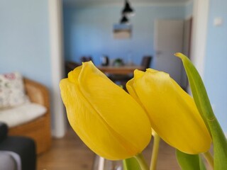 Vakantiehuis St. Peter-Ording Buitenaudio-opname 10