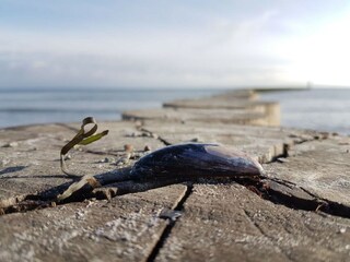 Appartamento per vacanze Großenbrode Ambiente 22