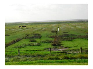 Blick Ins Grüne